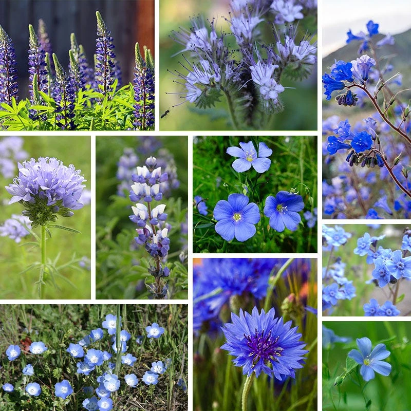 Blue Wildflower Seed Mix - Image 11
