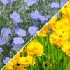 Lance Leaf Coreopsis & Blue Flax Seed Combo