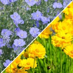 Lance Leaf Coreopsis & Blue Flax Seed Combo