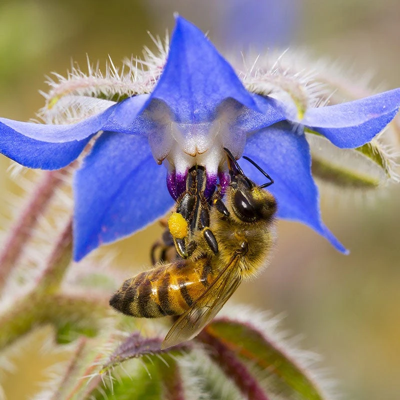 Borage Seeds - Image 2
