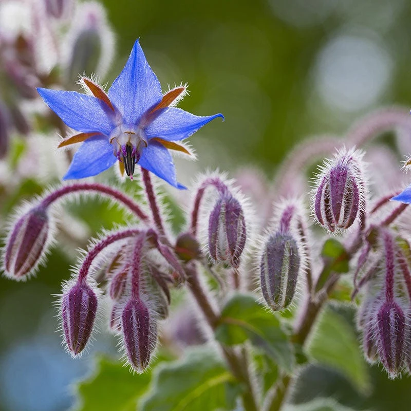 Borage Seeds - Image 7