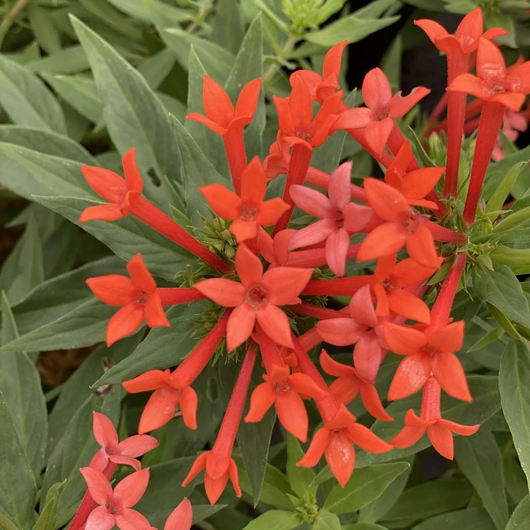 Estrellita- Little Star™- Firecracker Bush - Bouvardia - Proven Winners - 4" Pot