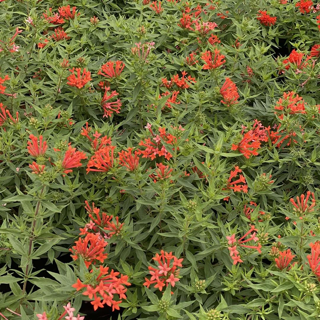 Estrellita- Little Star™- Firecracker Bush - Bouvardia - Proven Winners - 4" Pot - Image 4
