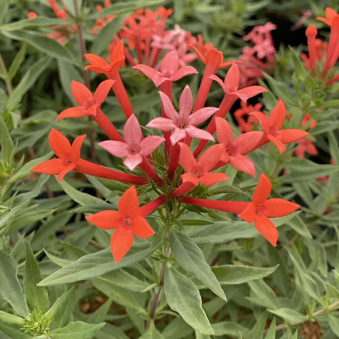 Estrellita- Little Star™- Firecracker Bush - Bouvardia - Proven Winners - 4" Pot - Image 2