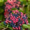 Brandywine™ Viburnum Shrub - Beautiful Berries/Hardy - Proven Winners - 4" Pot