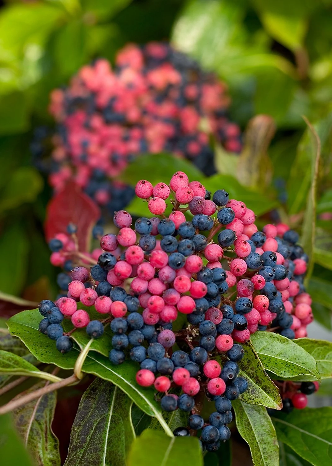 Brandywine™ Viburnum Shrub - Beautiful Berries/Hardy - Proven Winners - 4" Pot