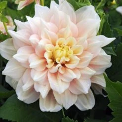 Break Out Decorative Dahlia