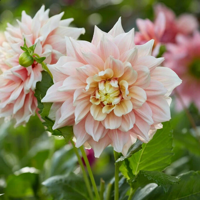Break Out Decorative Dahlia - Image 2