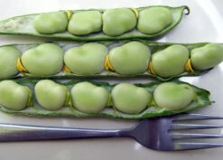 Broad Windsor Fava Bean