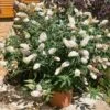 Buzz® Ivory Butterfly Bush