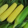 Buhl Sweet Corn
