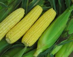 Buhl Sweet Corn