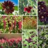 Burgundy Wildflower Seed Mix
