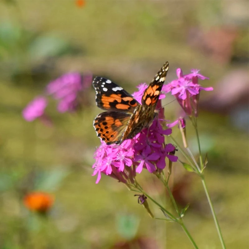 None So Pretty Or Catchfly Seeds - Image 6