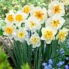 Butterfly Daffodil Mix