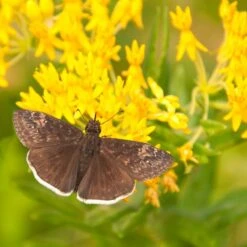 Hello Yellow Butterfly Weed