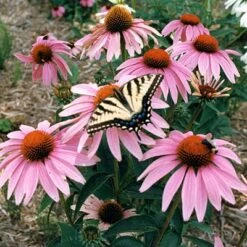 Pollinator Habitat Wildflower Seed Collection
