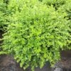 Chicagoland Green Boxwood - 4" Pot - Buxus