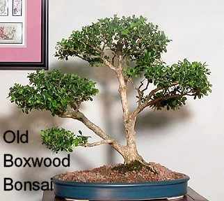 SPRINTER® Boxwood - Buxus - Grows In Sun Or Shade - Proven Winners - 4" Pot - Image 4