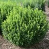 SPRINTER® Boxwood - Buxus - Grows In Sun Or Shade - Proven Winners - 4" Pot