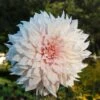 Cafe Au Lait Dinner Plate Dahlia