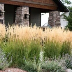 Curb Appeal Ornamental Grass Collection