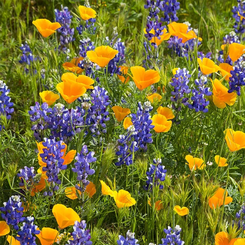 Deer Resistant Wildflower Seed Mix - Image 6