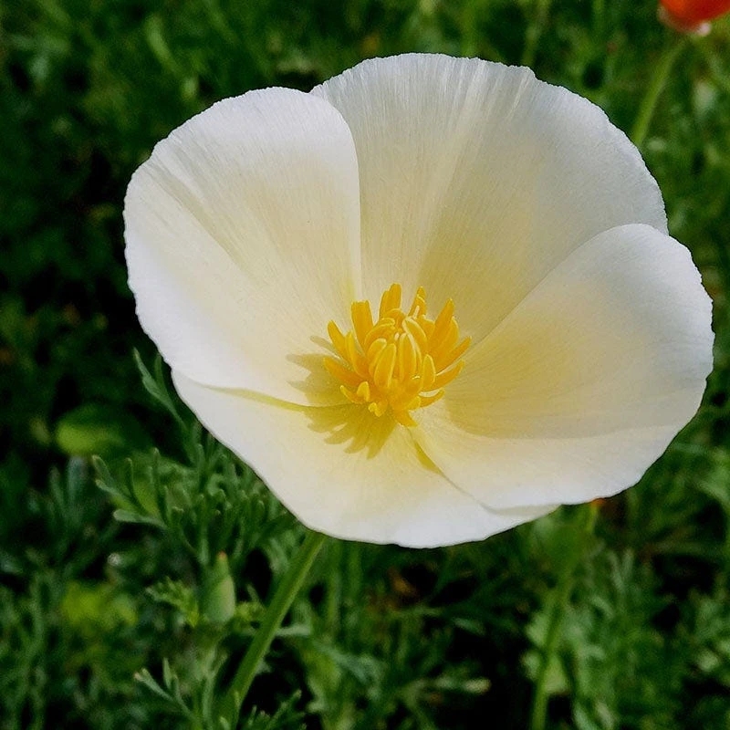 California Poppy Seeds White Linen - Image 3
