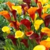 Tequila Sunrise Calla Lily Mix