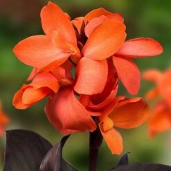 Happy Hummingbird Canna Collection