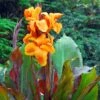 Wyoming Canna Lily