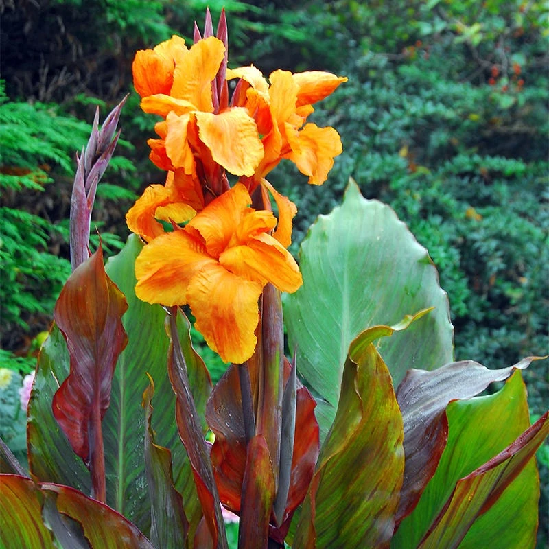 Wyoming Canna Lily
