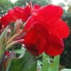 Red Dazzler Canna Lily