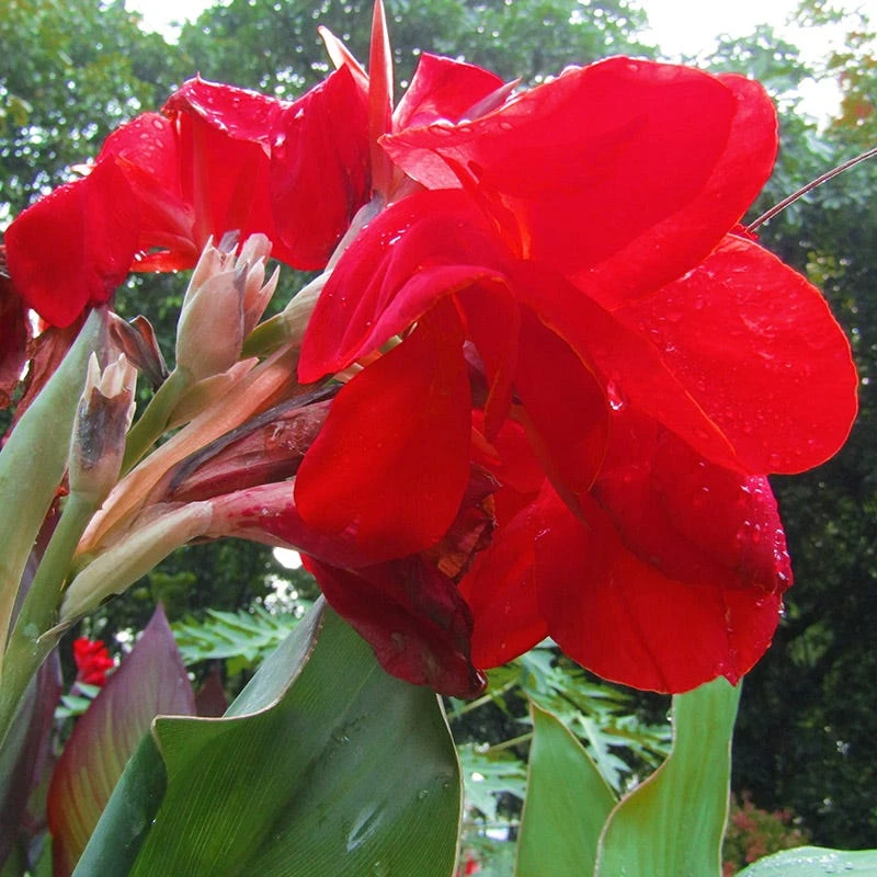 Red Dazzler Canna Lily