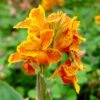 Taroudant Canna Lily