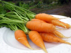 Nantes Fancy (Nantes Coreless)