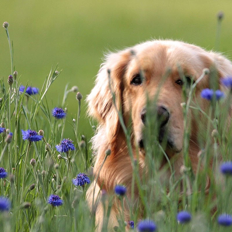 Blue Cornflower Or Bachelor Button Seeds - Image 3