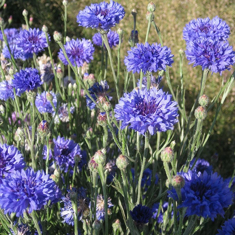 Blue Cornflower Or Bachelor Button Seeds - Image 4