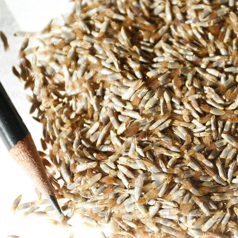 Blue Cornflower Or Bachelor Button Seeds - Image 8