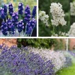 Checkerboard Low Grow Lavender Collection