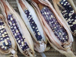 Cherokee White Eagle Dent Corn