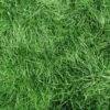 Chewings Fescue Grass Seeds