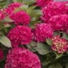 CITYLINE® Paris Hydrangea Macrophylla - Intense Red - Proven Winners - 4" Pot