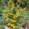 Cliff Goldenrod