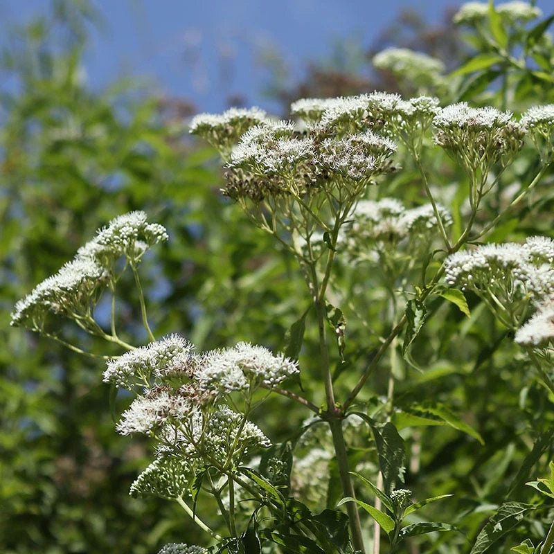 Common Boneset - Image 3