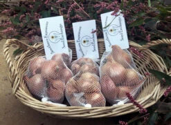 Cook's Shallot Sampler