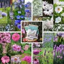 Cool Color Wildflower Seed Patches