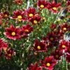 Li'l Bang™ Red Elf Coreopsis