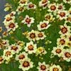 Super Star Coreopsis