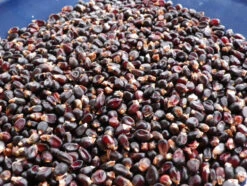 Dakota Black Popcorn